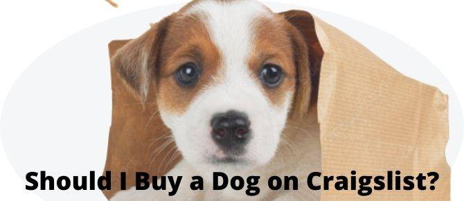 Should I Buy a Dog on Craigslist?