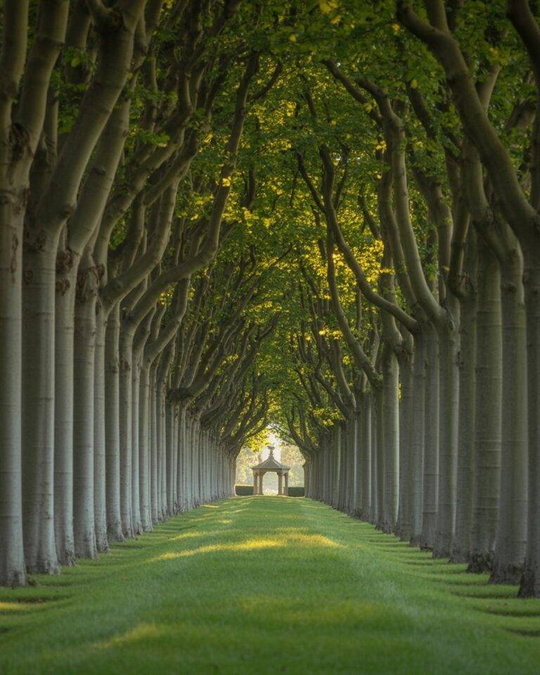 Formal Trees 24 Formal European Garden Design: with Topiary and Symmetry - INFOR ...